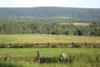 our building site is beyond the fence, at the bottom of the field