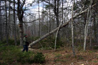 A man cutting down a tree on a building lot