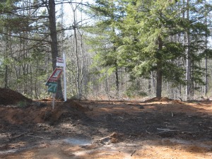 A treed building lot