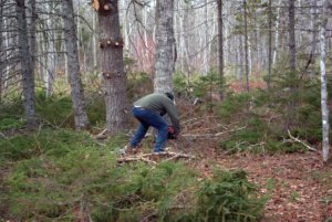 A man cutting down a tree