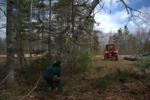 A tree being cut down