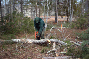 A tree being cut up for fire wood.