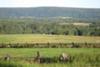 our building site is beyond the fence, at the bottom of the field
